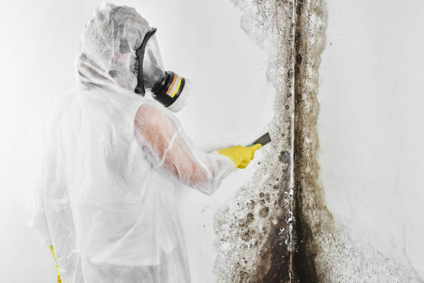 Professional Mold Removal in Chiefland, FL